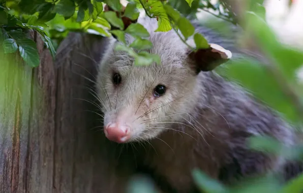 Nature, background, possum