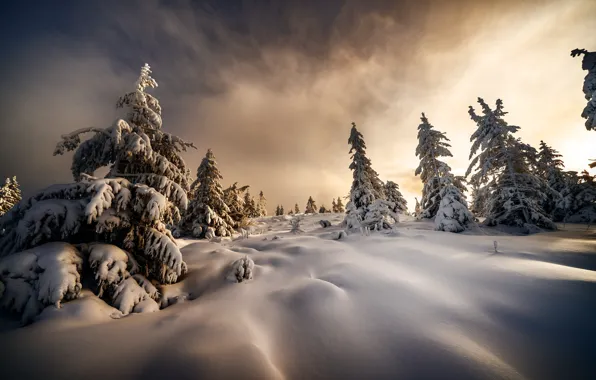 Picture winter, snow, trees, landscape, nature, morning, Christmas trees, Robert Didierjean