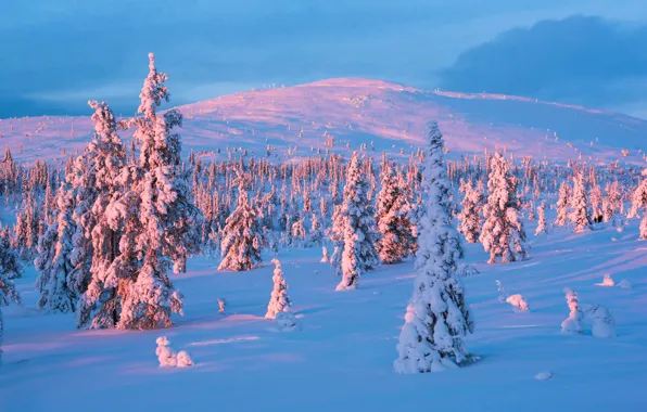 Picture Sunset, Winter, Snow, Winter, Sunset, Snow, Finland, Finland