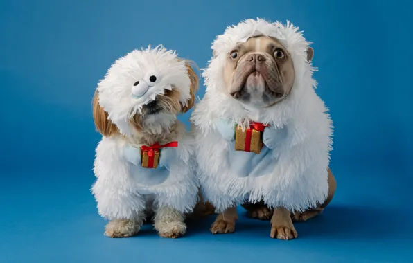 Dogs, sheep, dog, Christmas, costume, New year, sheep, a couple