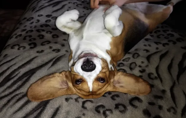 Smile, Dogs, Beagle