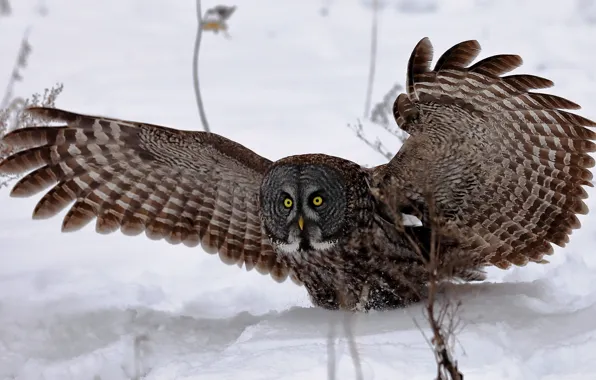 Picture eyes, snow, owl, wings