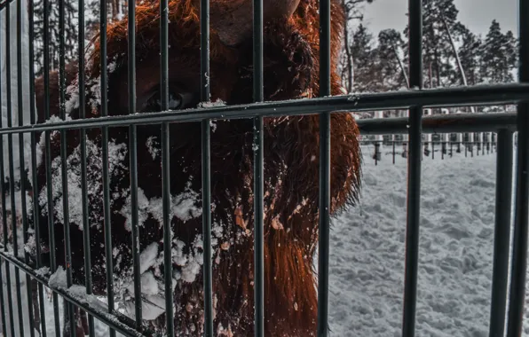 Animals, Belarus, Belovezhskaya Pushcha, Bison, Wallpaper