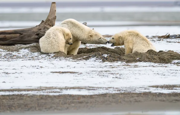 Winter, white, snow, nature, pose, shore, bear, bears