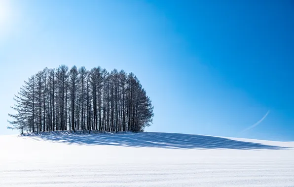 Picture winter, snow, nature