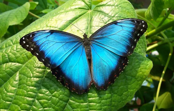Leaves, microsemi, butterfly, wings, insect, beautiful, closeup