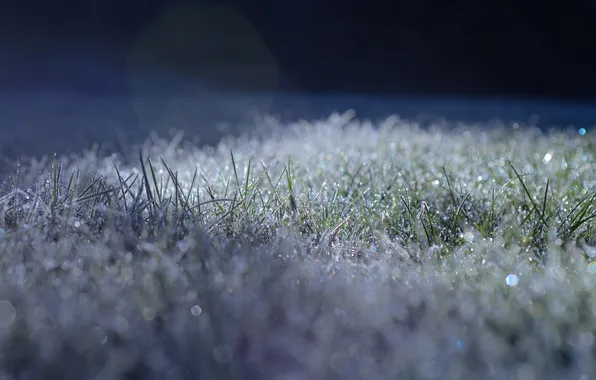 Picture frost, grass, light, glare, freezing