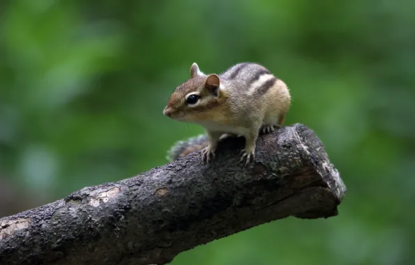 Picture look, pose, Chipmunk, green background, bitches