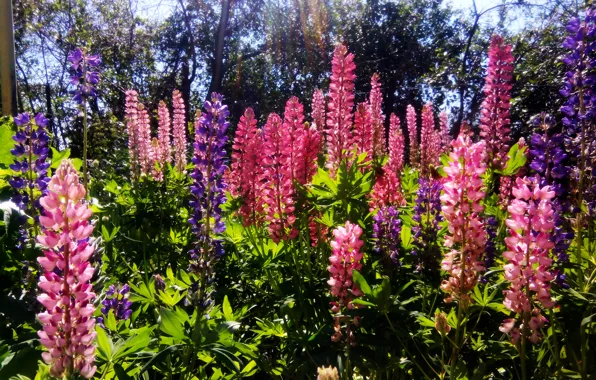 Summer, the sun, flowers, lupins