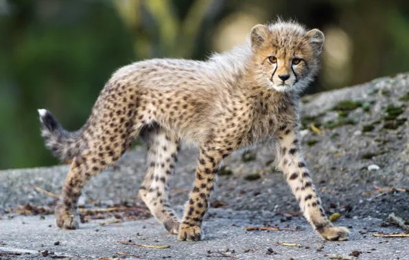 Predator, baby, spot, Cheetah, walk, cub, kitty, wild cat