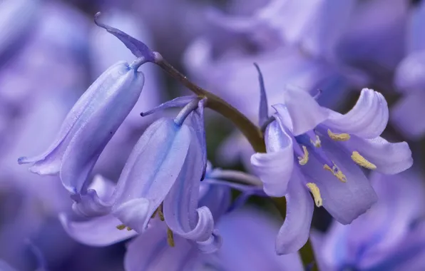 Picture macro, bells, bokeh