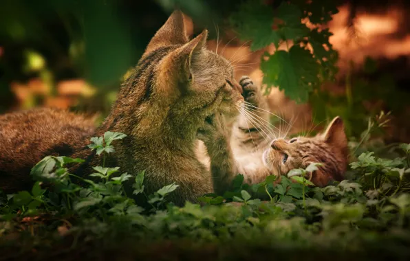 Cat, the game, Kotenok