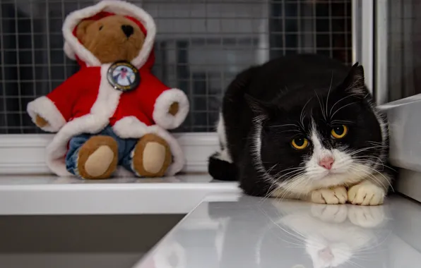 Cat, cat, look, background, mesh, black and white, black, toy