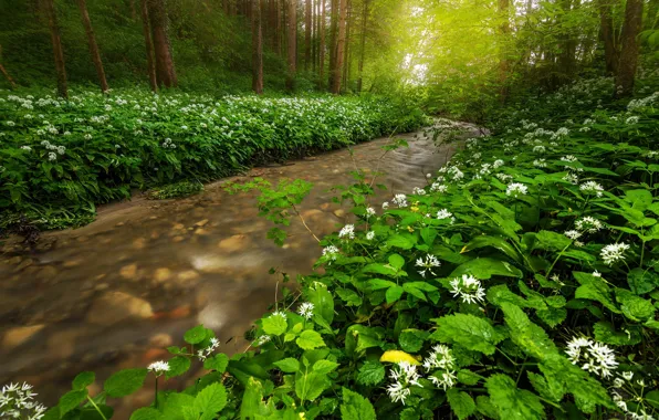 Picture greens, forest, summer, river, stream