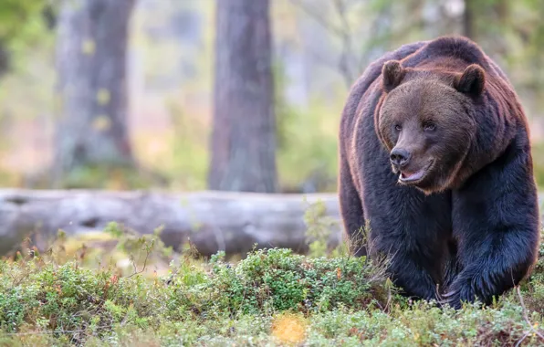 Picture forest, look, face, pose, bear, walk, log