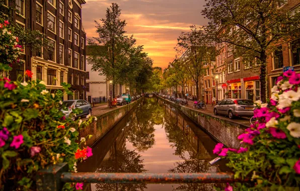 Trees, flowers, bridge, river, dawn, home, Amsterdam, lights