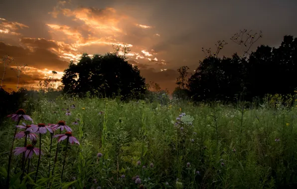 Picture field, flowers, night