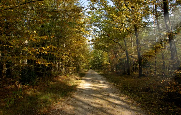 Road, autumn, forest