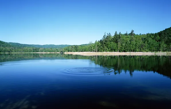 Forest, circles, lake, plop