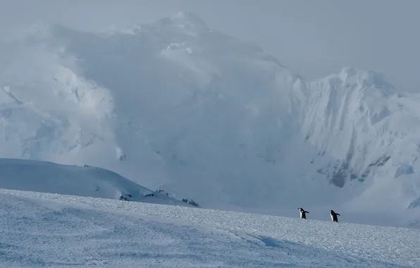 Winter, light, snow, mountains, birds, nature, rocks, penguins