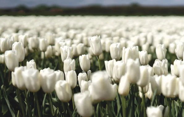 Picture field, flowers, tulips, white, buds, flowerbed, a lot, plantation