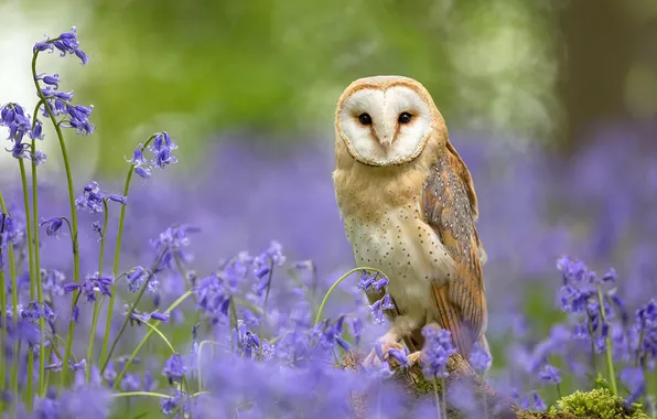 Look, flowers, owl, bird, glade, bells, bokeh, the barn owl
