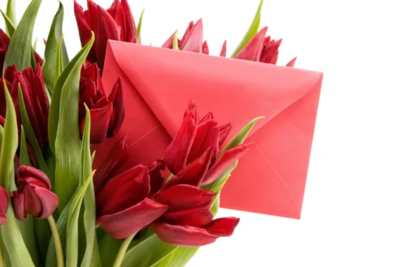 Letter, romance, spring, tulips, red, March 8, beautiful, Spring