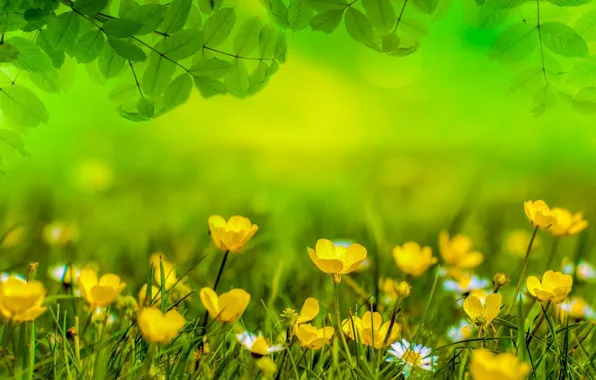 Wallpaper greens, grass, leaves, flowers, branches, yellow, chamomile, bokeh