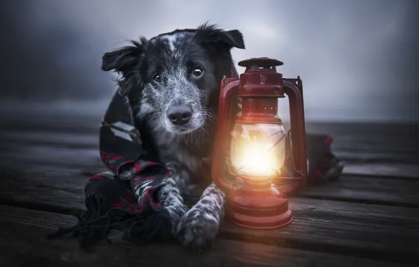 Animal, Board, dog, lantern, plaid, dog, the border collie