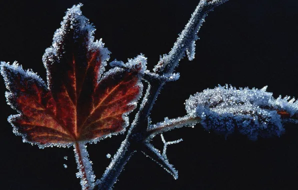 Frost, leaves, branch, black background