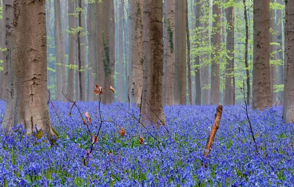 Picture forest, nature, flowers, spring, Bluebells