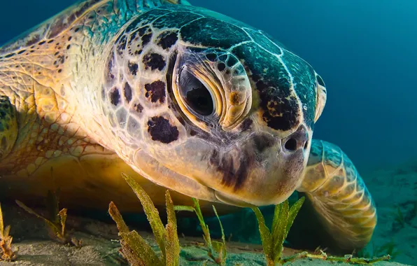 Picture sea, the ocean, turtle, under water