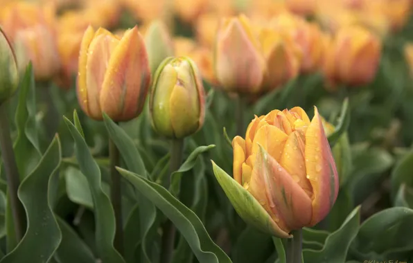 Flowers, spring, tulips, flowerbed