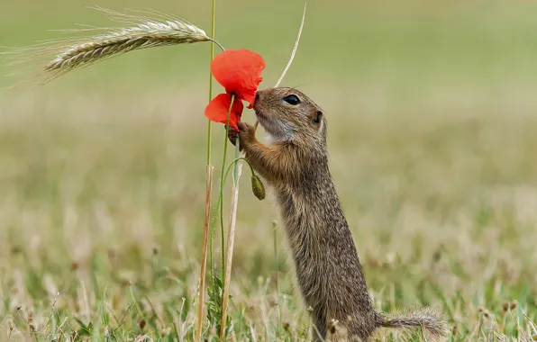 Picture flowers, nature, Mac, petals, rodent, The European ground squirrel