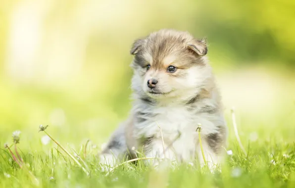 Picture dog, baby, puppy, dandelions, bokeh, Finnish lapphund