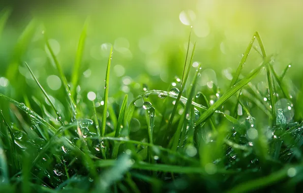 Greens, grass, drops, light, Rosa, glade, spring, bokeh