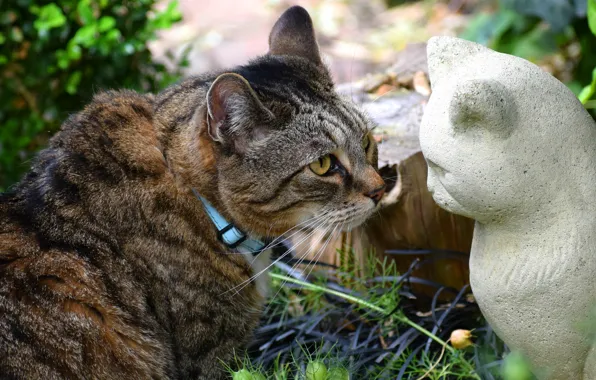 Cat, cat, face, leaves, cats, interest, grey, stump