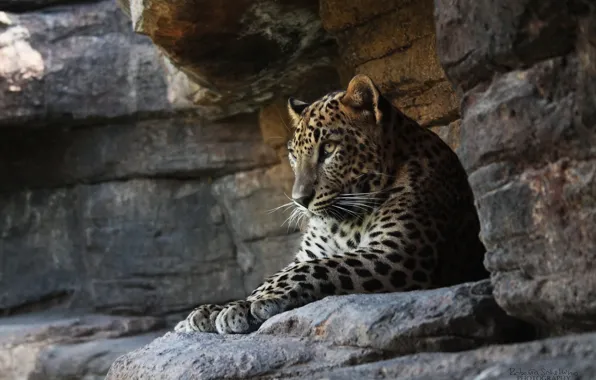 Cat, rocks, stay, predator, leopard