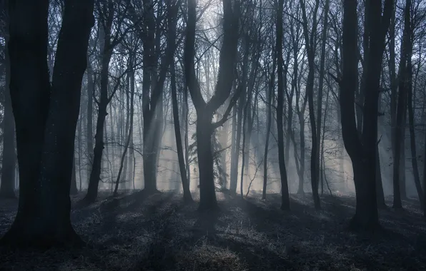 Autumn, forest, rays, light, trees, branches, nature, fog