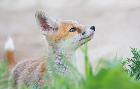 Grass, look, pose, Fox, face, light background, looking up, Fox
