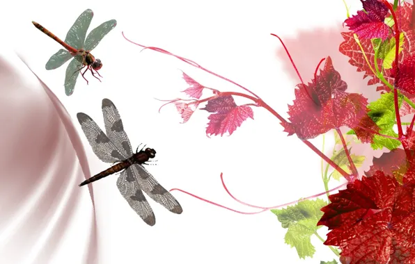 Picture leaves, collage, color, dragonfly, grapes