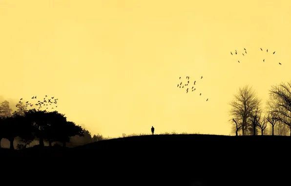 The sky, trees, sunset, birds, people, silhouette