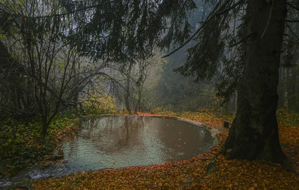 Water, rain, tree, in the woods, Overcast, Nikolov Andriyan