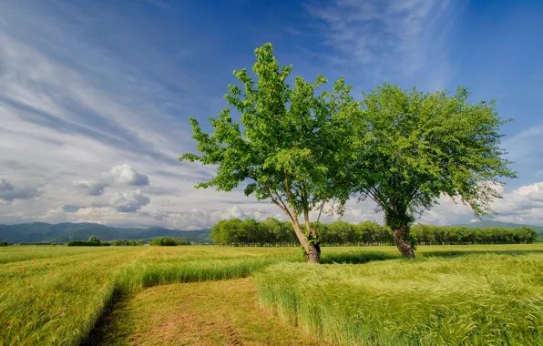 Picture field, the sky, trees, nature, field, spring, Italy