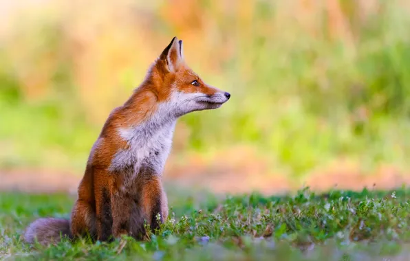 Picture nature, animal, Fox, profile, Fox