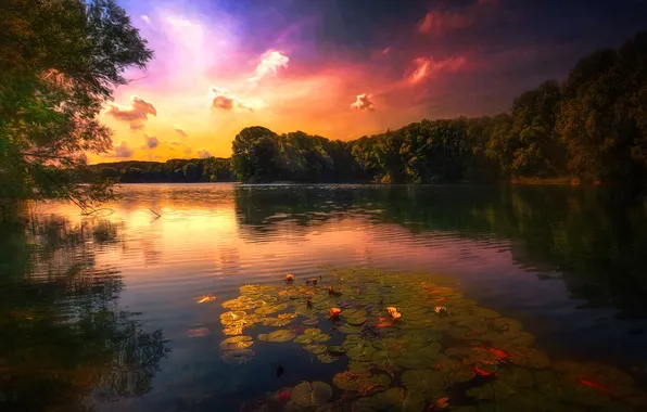 Forest, summer, the sky, clouds, light, sunset, flowers, lake
