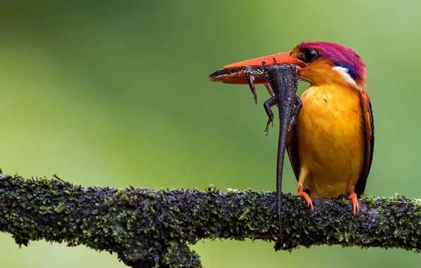 Bird, branch, lizard, hunter, Kingfisher, catch