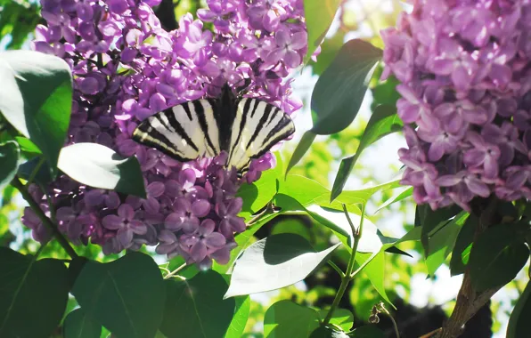 Picture macro, light, butterfly, spring, lilac
