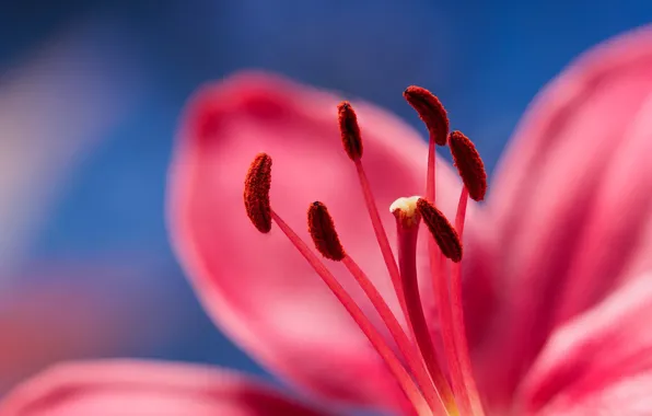 Flowers, nature, petals, stamens