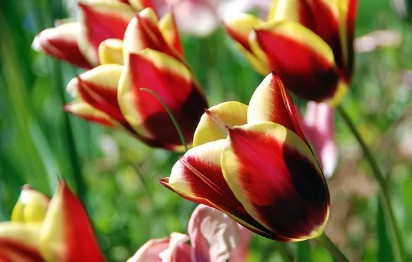 Greens, macro, light, flowers, spring, garden, tulips, buds